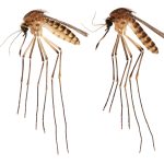Fotografía cedida sin fecha por la Facultad de Ciencia Agrícolas y de la Vida (IFAS) de la Universidad de Florida (UF) donde aparecen unos mosquitos Culex lactator recolectados por el biólogo Lawrence Reeves, en el sur de Florida (EEUU). EFE/UF IFAS /SOLO USO EDITORIAL/NO VENTAS/SOLO DISPONIBLE PARA ILUSTRAR LA NOTICIA QUE ACOMPAÑA/CRÉDITO OBLIGATORIO