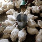 Los trabajadores en esas plantas "están expuestos a la posibilidad de enfermedad para aquellos que manipulan aves vivas y los residuos y el polvo que producen", señaló en el comunicado el Departamento de Trabajo. Imagen de archivo. EFE/EPA/AARON UFUMELI