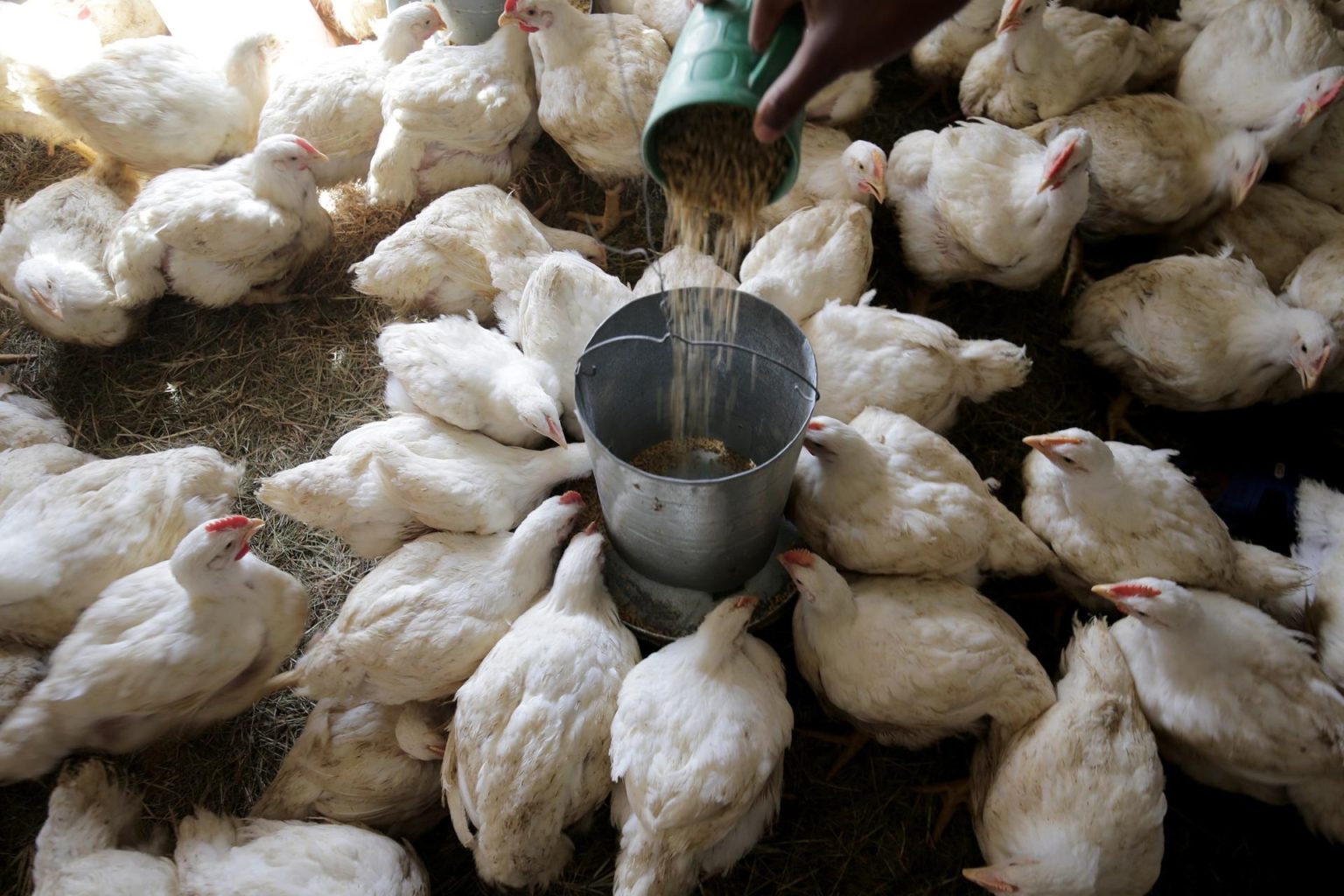 Los trabajadores en esas plantas "están expuestos a la posibilidad de enfermedad para aquellos que manipulan aves vivas y los residuos y el polvo que producen", señaló en el comunicado el Departamento de Trabajo. Imagen de archivo. EFE/EPA/AARON UFUMELI