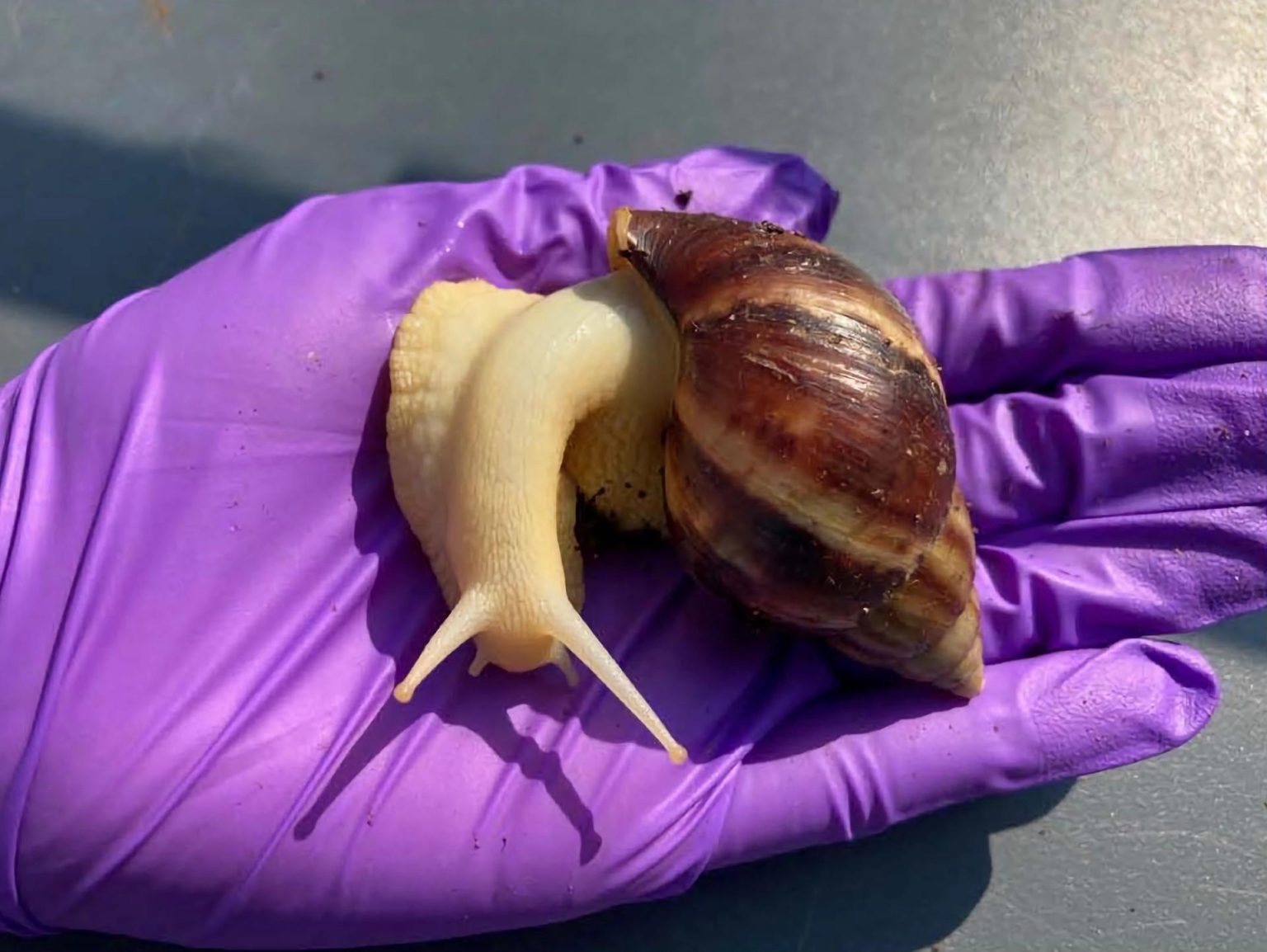 Fotografía cedida por la División de Industria Vegetal del Departamento de Agricultura y Servicios al Consumidor de Florida (FDACS-DPI) donde se aprecia un caracol gigante africano (Lissachatina fulica) procedente del Condado de Pasco ubicado en la costa oeste central del estado de Florida (EE. UU). EFE/Nicole Casuso/FDACS-DPI /SOLO USO EDITORIAL /NO VENTAS /SOLO DISPONIBLE PARA ILUSTRAR LA NOTICIA QUE ACOMPAÑA /CRÉDITO OBLIGATORIO