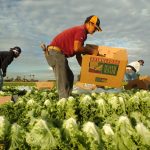 Fotografía de archivo donde aparecen trabajadores mexicanos procedentes de Mexicali mientras recogen lechugas en los campos del sur de Arizona. EFE/David Maung