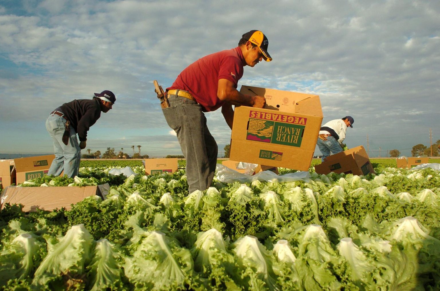 Fotografía de archivo donde aparecen trabajadores mexicanos procedentes de Mexicali mientras recogen lechugas en los campos del sur de Arizona. EFE/David Maung