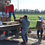 Unos campesinos cargan cajas de cilantro en un camión en un campo de cultivos en Oxnard, California. Imagen de archivo. EFE/Iván Mejía