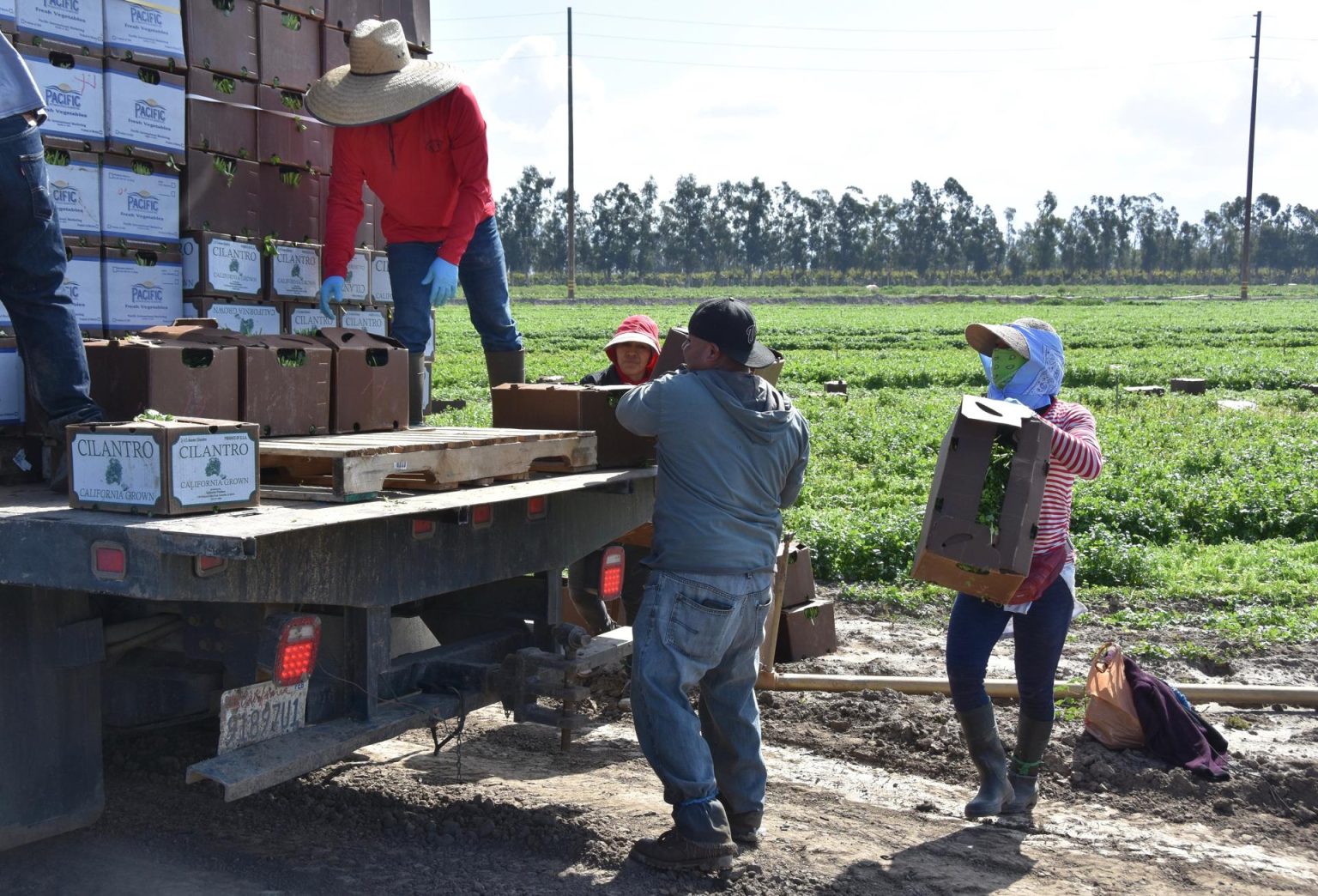 Unos campesinos cargan cajas de cilantro en un camión en un campo de cultivos en Oxnard, California. Imagen de archivo. EFE/Iván Mejía