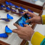 Una persona toma fotos a unas mariposas hoy en la sala del Insectario de la familia Susan y Peter J. Solomon en el Centro Richard Gilder para la Ciencia, la Educación y la Innovación del Museo Americano de Historia Natural (AMNH) en Nueva York. EFE/Ángel Colmenares