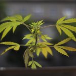 Fotografía de archivo en donde se observa una planta de marihuana. EFE/Sáshenka Gutiérrez