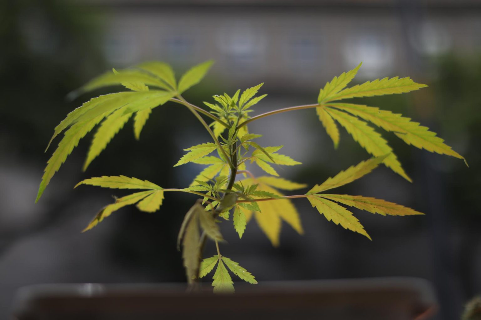 Fotografía de archivo en donde se observa una planta de marihuana. EFE/Sáshenka Gutiérrez