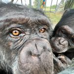 Fotografía cedida por Save the Chimps donde aparece la chimpancé April mientras limpia a Anna tras su llegada a la reserva de la organización en Fort Pierce, Florida (EE.UU.). EFE/Save The Chimps