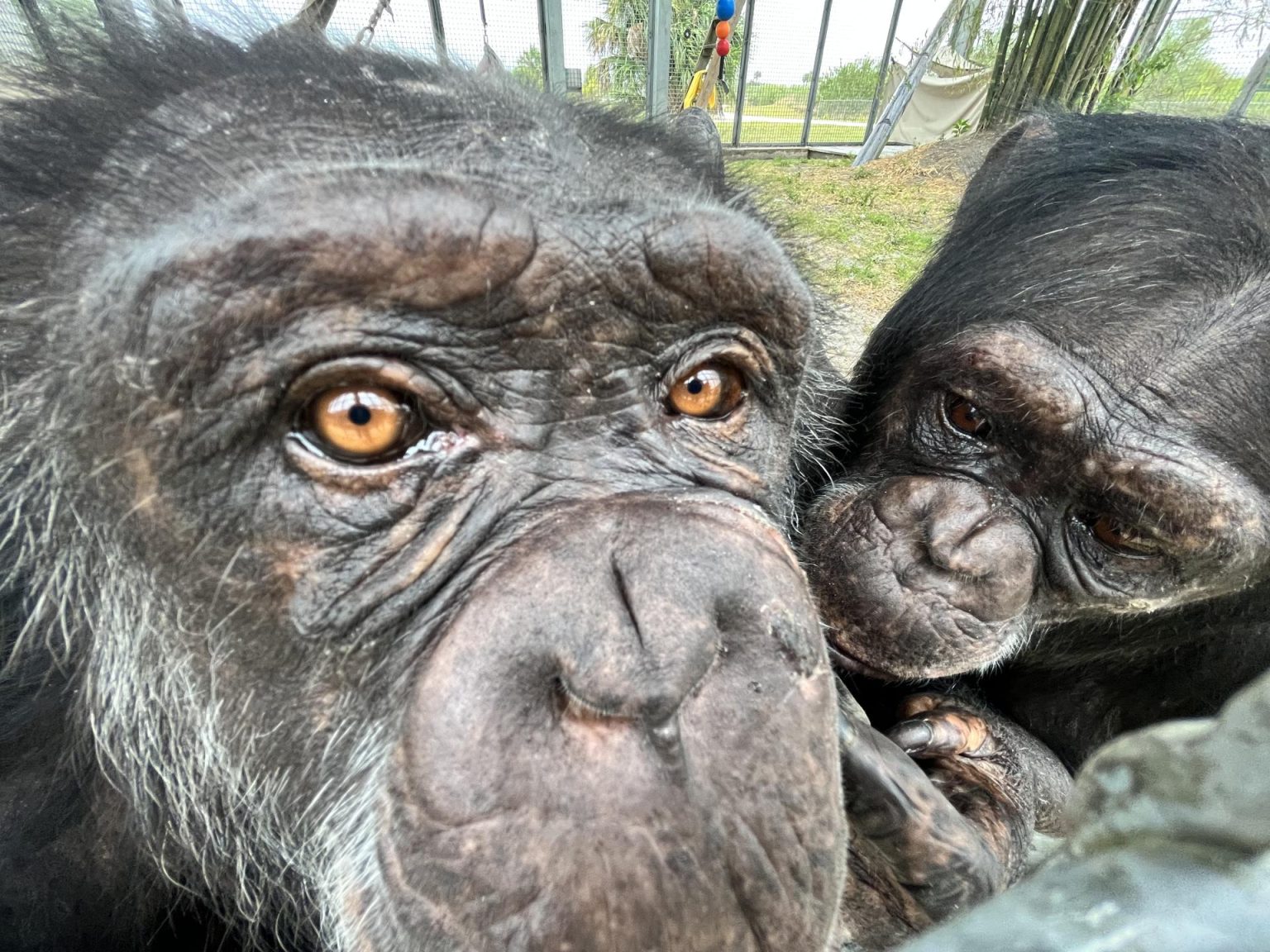 Fotografía cedida por Save the Chimps donde aparece la chimpancé April mientras limpia a Anna tras su llegada a la reserva de la organización en Fort Pierce, Florida (EE.UU.). EFE/Save The Chimps