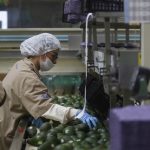 Una trabajadora participa en el proceso de empaque de aguacate en el municipio de Ciudad Guzmán, estado de Jalisco (México). Imagen de archivo. EFE/ Francisco Guasco