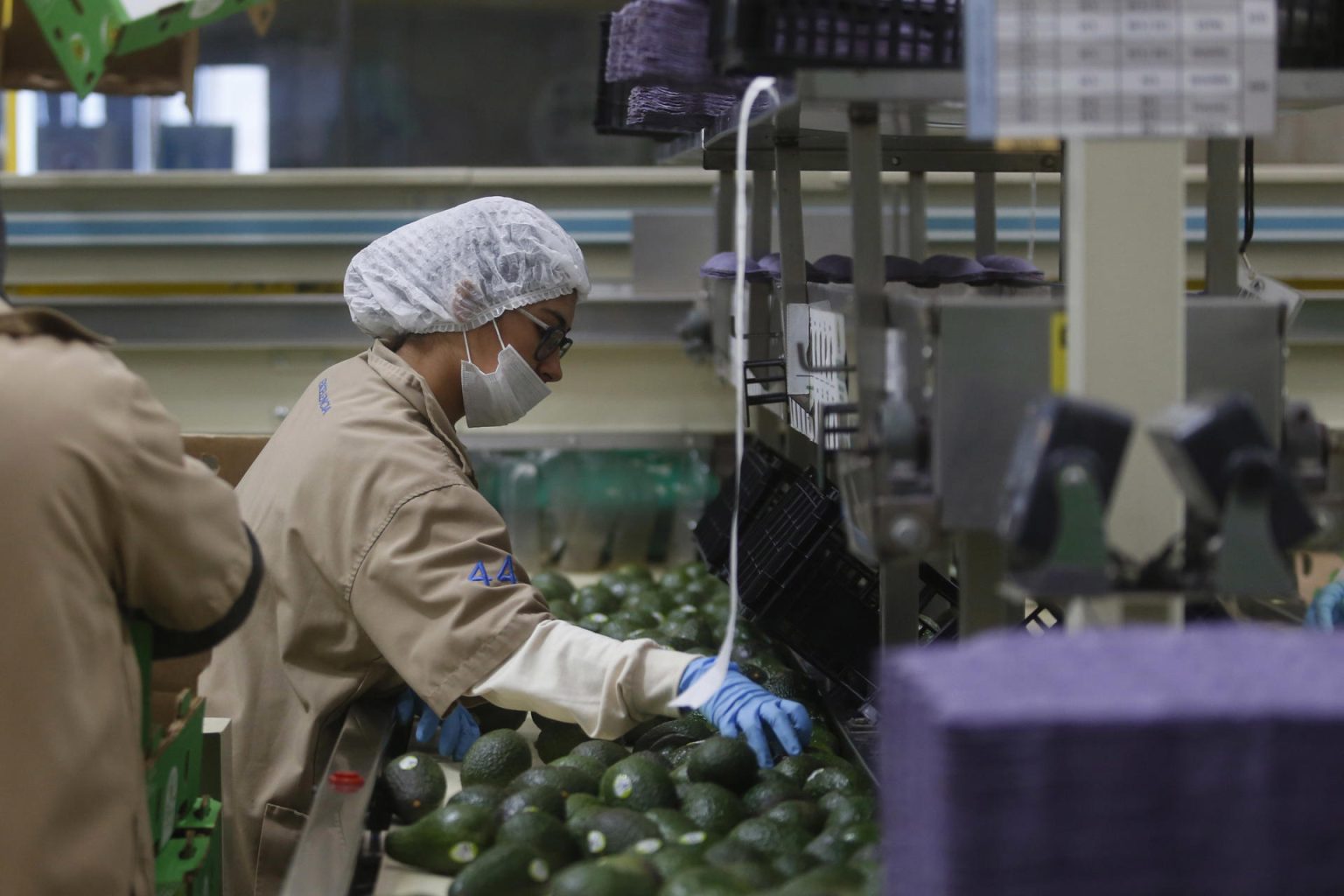 Una trabajadora participa en el proceso de empaque de aguacate en el municipio de Ciudad Guzmán, estado de Jalisco (México). Imagen de archivo. EFE/ Francisco Guasco