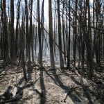 En estos momentos, la provincia de Alberta, en el oeste de Canadá, tiene 82 incendios activos de los que 29 están fuera de control. Fotografía de archivo. EFE/AMRU SALAHUDDIEN