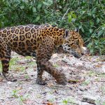 Fotografía sin fecha, cortesía de Huawei, donde se observa un ejemplar de Jaguar (Panthera onca) en la reserva natural en Dzilam de Bravo, en Yucatán (México). EFE/ Huawei C SÓLO USO EDITORIAL/SÓLO DISPONIBLE PARA ILUSTRAR LA NOTICIA QUE ACOMPAÑA (CRÉDITO OBLIGATORIO)