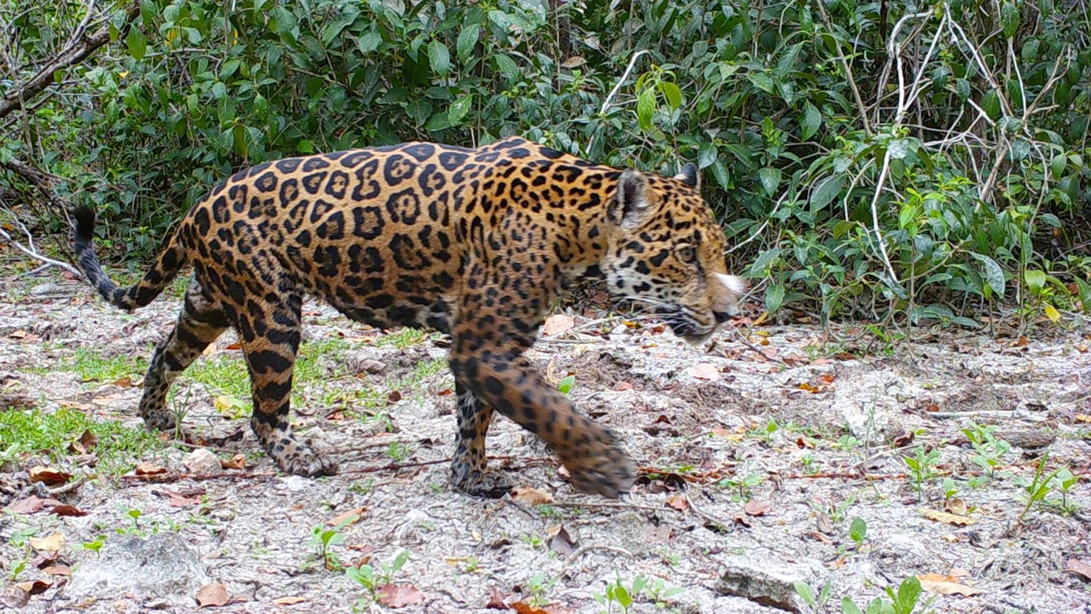 Fotografía sin fecha, cortesía de Huawei, donde se observa un ejemplar de Jaguar (Panthera onca) en la reserva natural en Dzilam de Bravo, en Yucatán (México). EFE/ Huawei C SÓLO USO EDITORIAL/SÓLO DISPONIBLE PARA ILUSTRAR LA NOTICIA QUE ACOMPAÑA (CRÉDITO OBLIGATORIO)