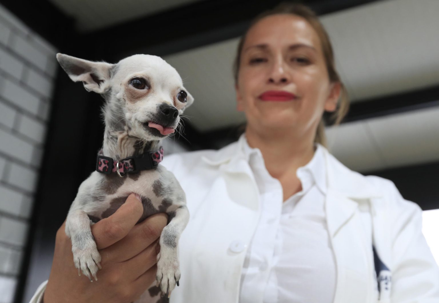 Una veterinaria muestra un cachorro canino, en un hotel para perros y gatos inaugurado hoy, en la Ciudad de México (México). EFE/Mario Guzmán