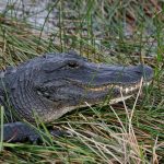 Fotografía de archivo de una especie de caimán tomando el sol en el Parque Nacional de los Everglades, en Florida, EEUU. EFE/ARCHIVO/John Riley