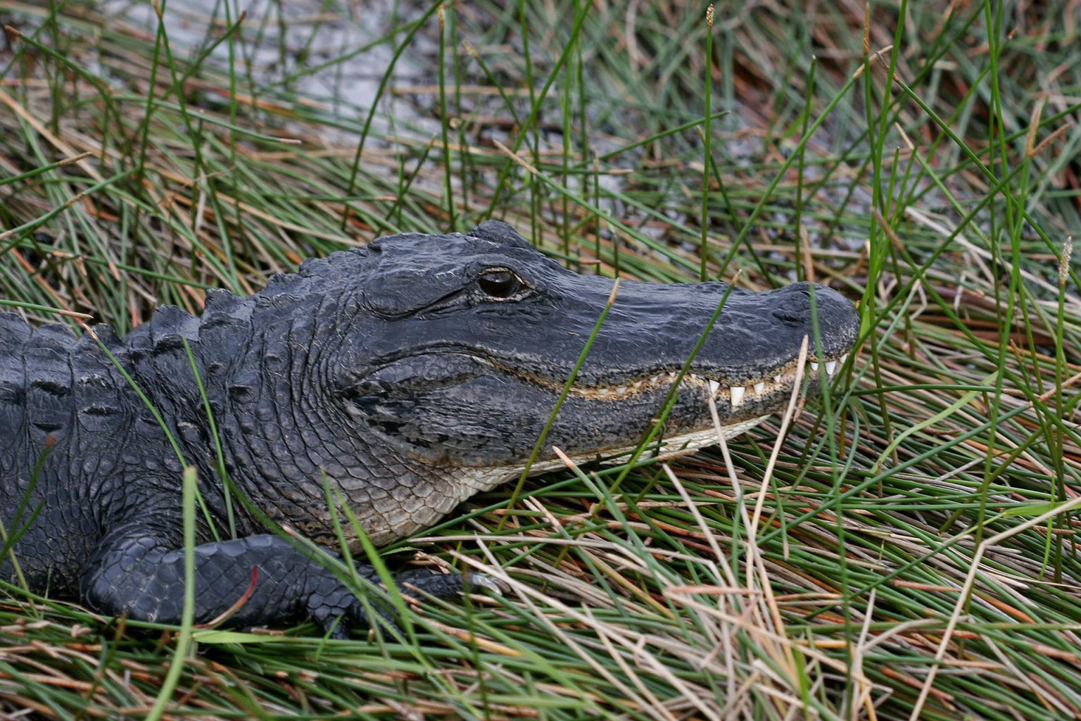 Fotografía de archivo de una especie de caimán tomando el sol en el Parque Nacional de los Everglades, en Florida, EEUU. EFE/ARCHIVO/John Riley