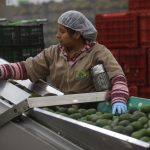 Una trabajadora participa en el proceso de empaque de aguacate en el municipio de Ciudad Guzmán, estado de Jalisco (México). Imagen de archivo. EFE/ Francisco Guasco