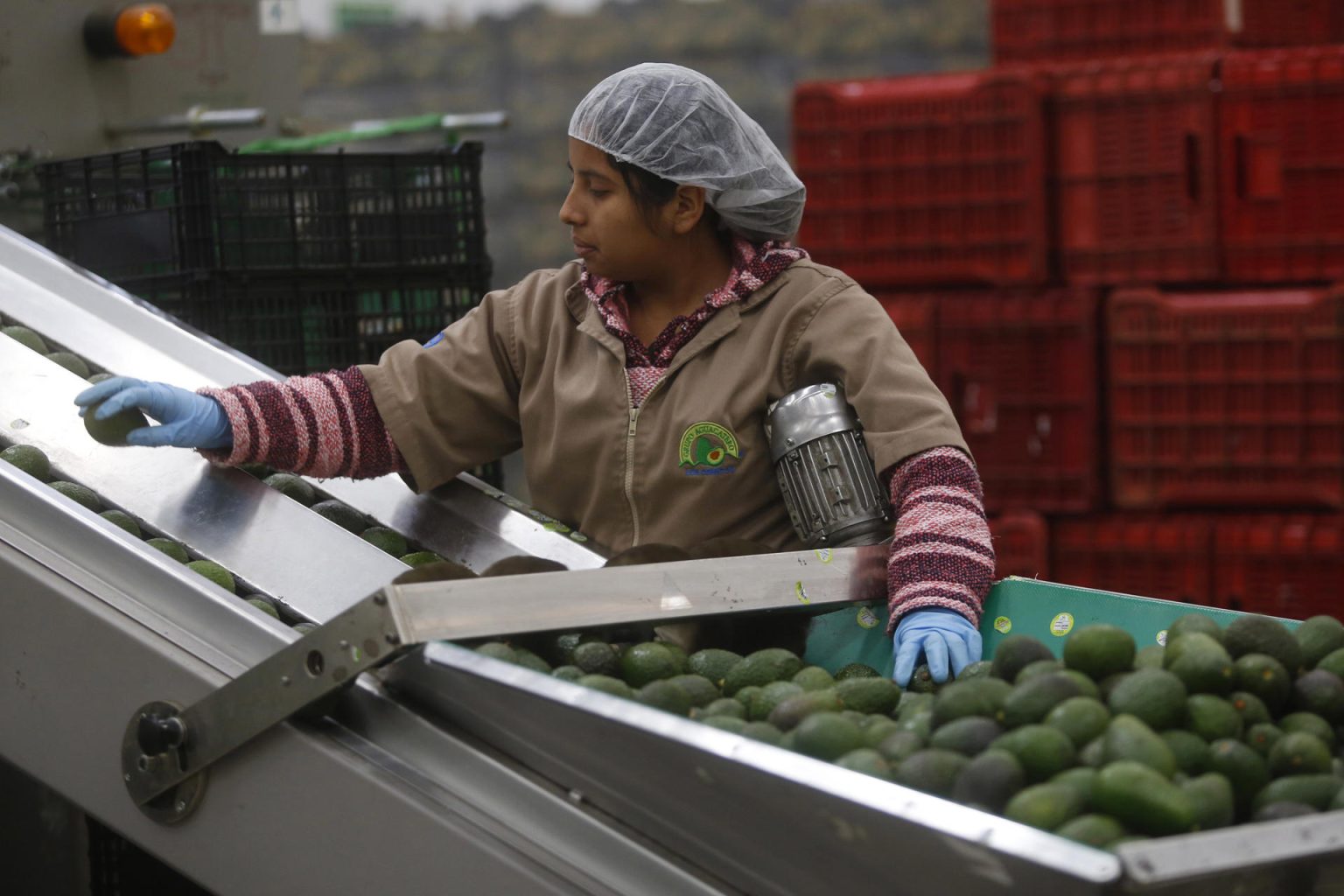 Una trabajadora participa en el proceso de empaque de aguacate en el municipio de Ciudad Guzmán, estado de Jalisco (México). Imagen de archivo. EFE/ Francisco Guasco