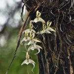 Fotografía cedida hoy por Corkscrew Swamp Sanctuary que muestra unas orquídeas fantasma (Dendrophylax lindenii) el 8 de julio de 2019 en el jardín del local en Naples, Florida (EE.UU).EFE/Corkscrew Swamp Sanctuary / RJ Wiley /SOLO USO EDITORIAL/NO VENTAS /SOLO DISPONIBLE PARA ILUSTRAR LA NOTICIA QUE ACOMPAÑA/CRÉDITO OBLIGATORIO