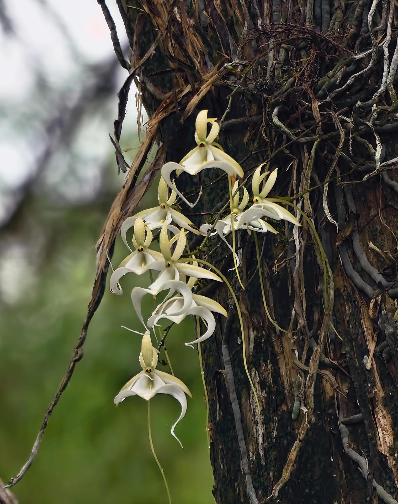 Fotografía cedida hoy por Corkscrew Swamp Sanctuary que muestra unas orquídeas fantasma (Dendrophylax lindenii) el 8 de julio de 2019 en el jardín del local en Naples, Florida (EE.UU).EFE/Corkscrew Swamp Sanctuary / RJ Wiley /SOLO USO EDITORIAL/NO VENTAS /SOLO DISPONIBLE PARA ILUSTRAR LA NOTICIA QUE ACOMPAÑA/CRÉDITO OBLIGATORIO