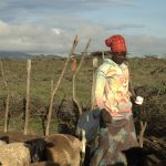 Fotografía cedida por la iniciativa para los Derechos y Recursos (RRI) donde aparece una pastora masai mientras lleva su ganado a pastar cerca de Maji Moto en Narok, Kenia. EFE/Tony Wild/RRI /SOLO USO EDITORIAL/NO VENTAS/SOLO DISPONIBLE PARA ILUSTRAR LA NOTICIA QUE ACOMPAÑA/CRÉDITO OBLIGATORIO