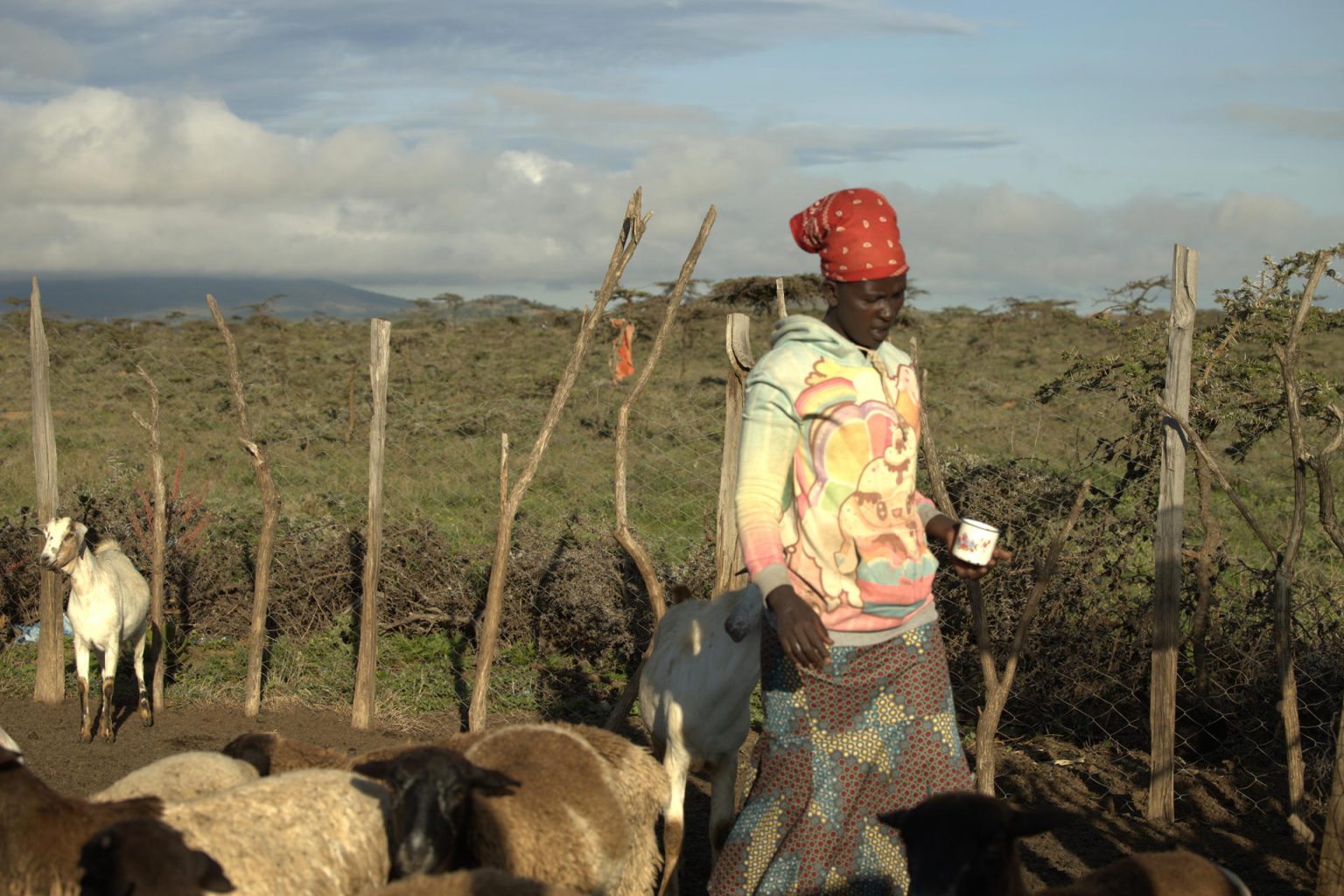 Fotografía cedida por la iniciativa para los Derechos y Recursos (RRI) donde aparece una pastora masai mientras lleva su ganado a pastar cerca de Maji Moto en Narok, Kenia. EFE/Tony Wild/RRI /SOLO USO EDITORIAL/NO VENTAS/SOLO DISPONIBLE PARA ILUSTRAR LA NOTICIA QUE ACOMPAÑA/CRÉDITO OBLIGATORIO