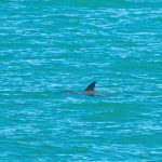 Fotografía cedida hoy por la organización Sea Shepherd, donde se observa a una vaquita marina en aguas del golfo de California (México).  EFE/ Sea Shepherd /SOLO USO EDITORIAL/SOLO DISPONIBLE PARA ILUSTRAR LA NOTICIA QUE ACOMPAÑA (CRÉDITO OBLIGATORIO)