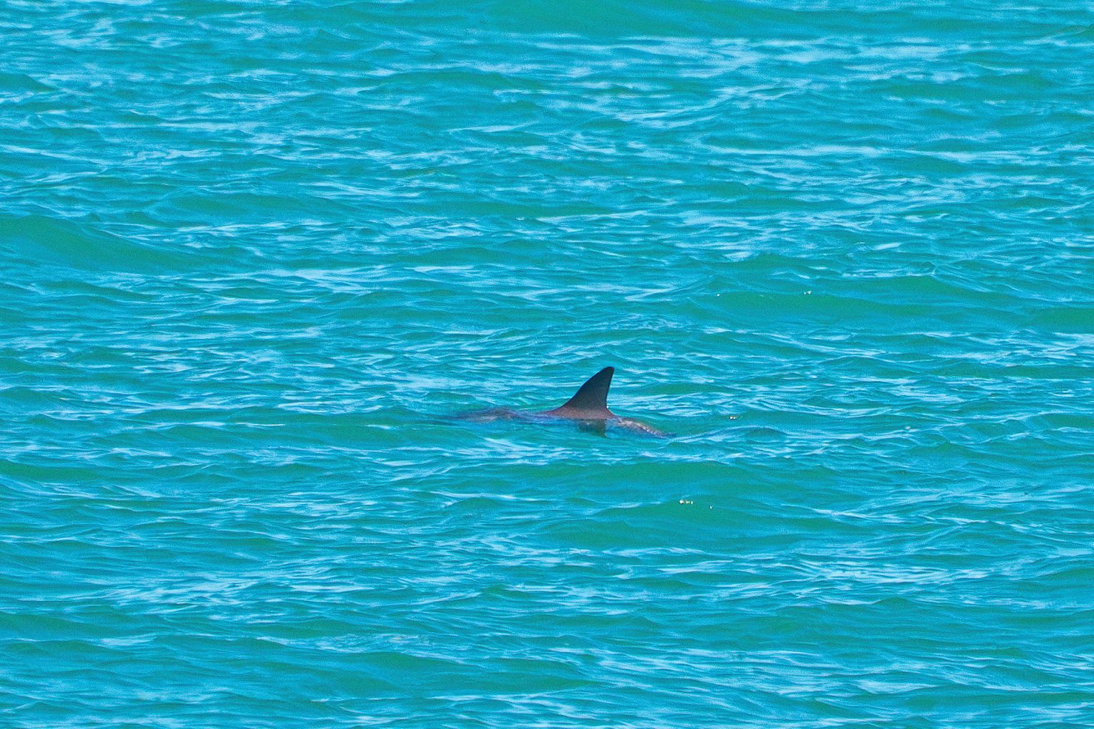 Fotografía cedida hoy por la organización Sea Shepherd, donde se observa a una vaquita marina en aguas del golfo de California (México).  EFE/ Sea Shepherd /SOLO USO EDITORIAL/SOLO DISPONIBLE PARA ILUSTRAR LA NOTICIA QUE ACOMPAÑA (CRÉDITO OBLIGATORIO)