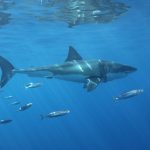 La investigación de dos años halló que tiburones blancos jóvenes, entre las edades de 1 y 5 años, fueron vistos con más frecuencia en el sur del condado de Santa Bárbara y el centro del condado de San Diego. Fotografía de archivo. EFE/Isabel Reviejo