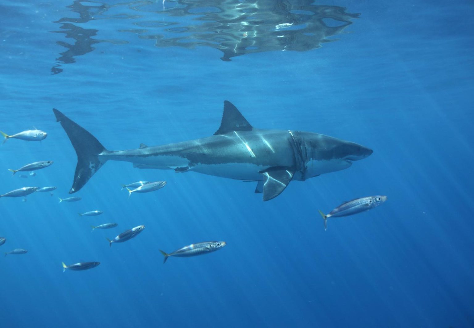 La investigación de dos años halló que tiburones blancos jóvenes, entre las edades de 1 y 5 años, fueron vistos con más frecuencia en el sur del condado de Santa Bárbara y el centro del condado de San Diego. Fotografía de archivo. EFE/Isabel Reviejo