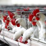 Cientos de aves se alimentan en una granja avícola en el municipio de Tepatitlán, en el estado mexicano de Jalisco. Imagen de archivo. EFE/Ulises Ruiz Basurto