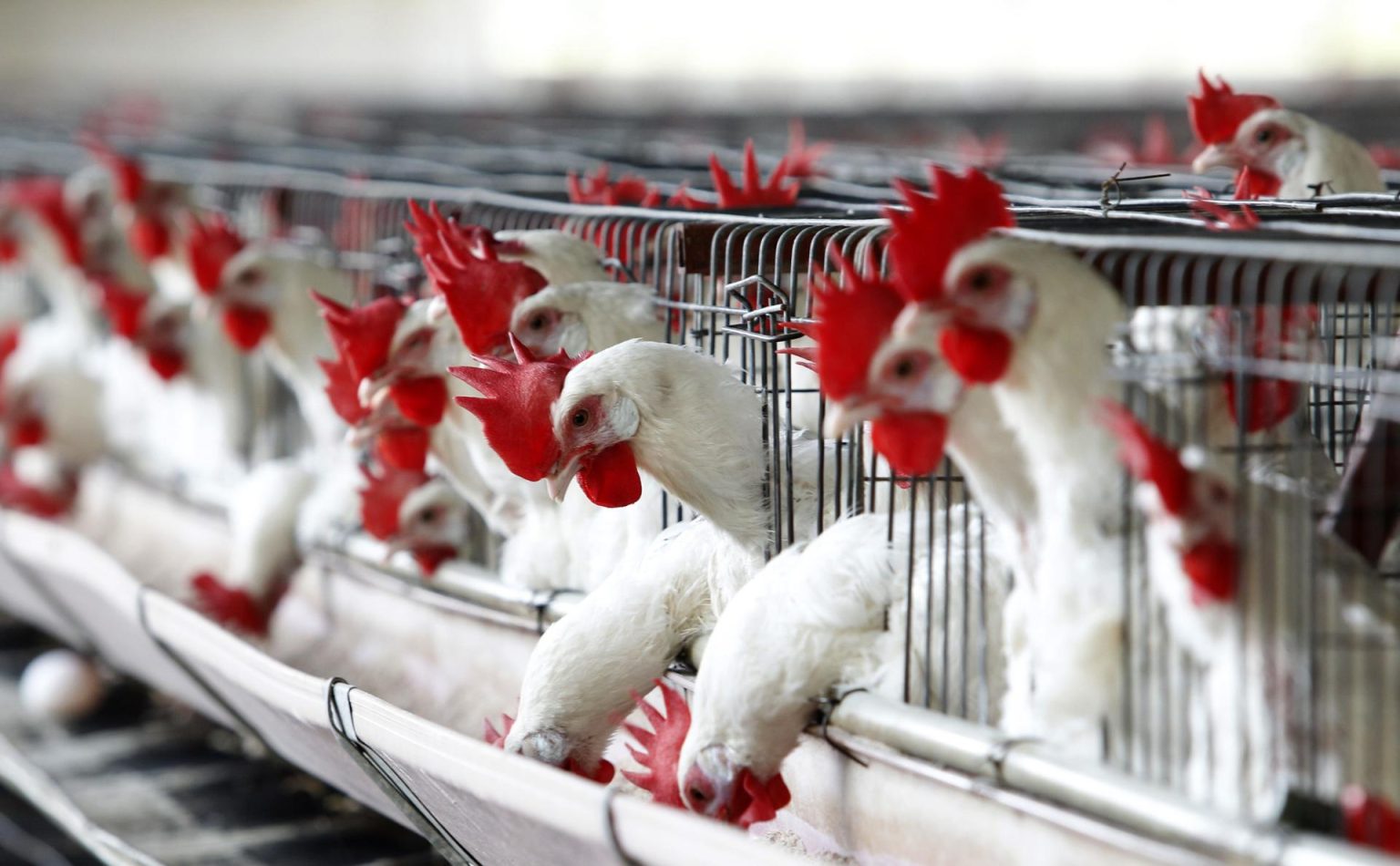 Cientos de aves se alimentan en una granja avícola en el municipio de Tepatitlán, en el estado mexicano de Jalisco. Imagen de archivo. EFE/Ulises Ruiz Basurto