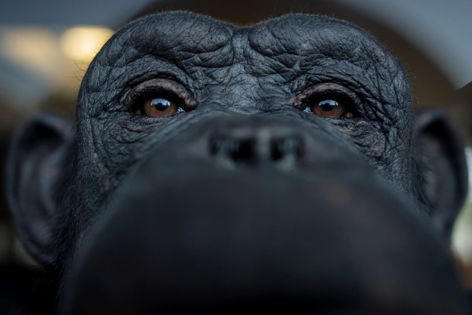 Fotografía de archivo de un chimpancé. EFE/ Christian Bruna