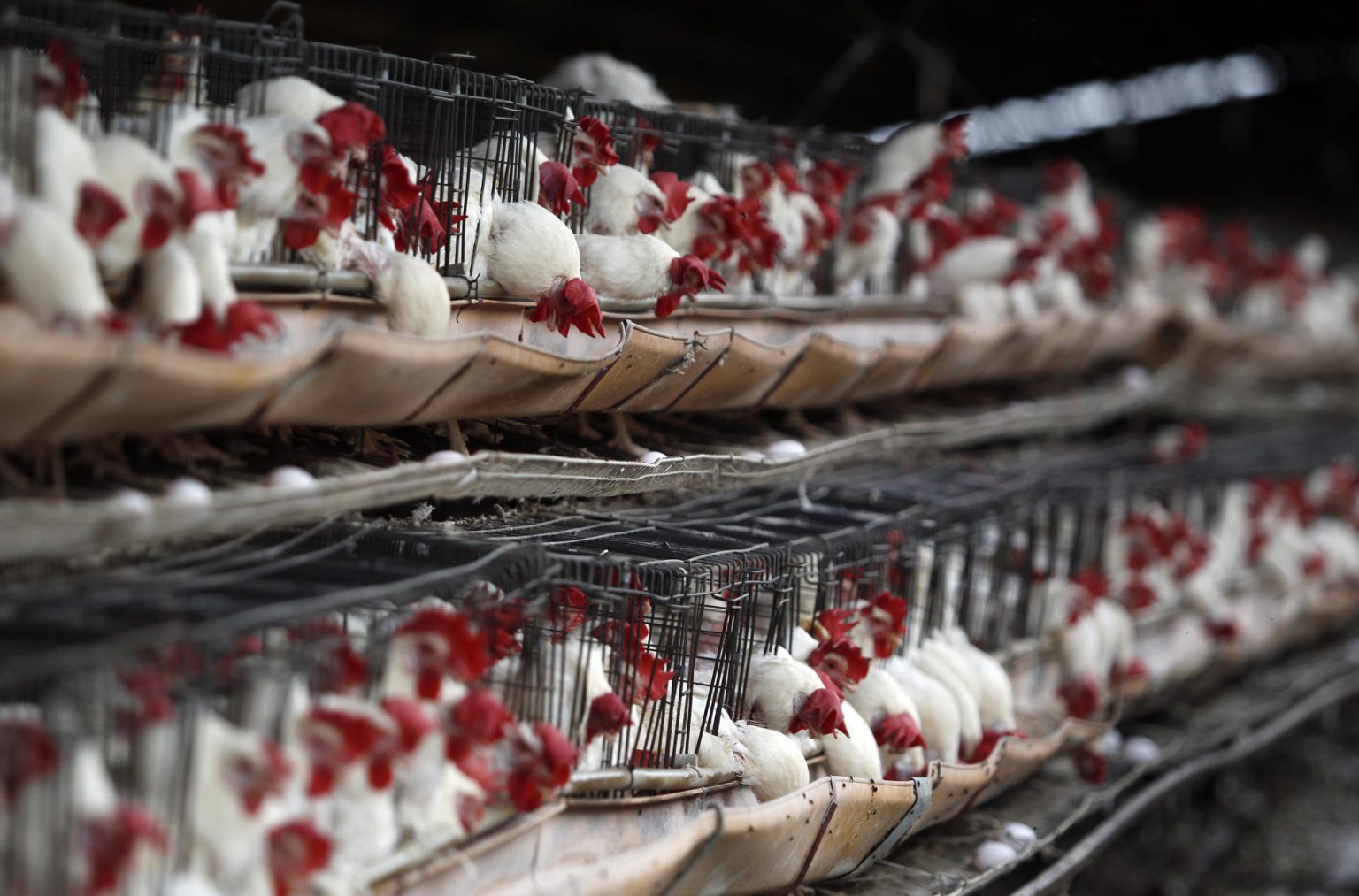 Fotografía de archivo que muestra un criadero de gallinas en Tepatitlán, estado de Jalisco (México). EFE/Ulises Ruiz Basurto