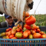 Fotografía de archivo de un agricultor mexicano que trabaja en la cosecha de Jitomate (Tomate) en una zona agrícola de Morelia, Michoacán (México). EFE/ Luis Enrique Granados Cacari