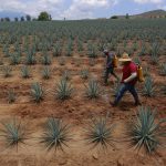 Dos hombres trabajan en un campo de agave, el 10 de julio de 2023, en la localidad de Tequila (México). EFE/ Francisco Guasco