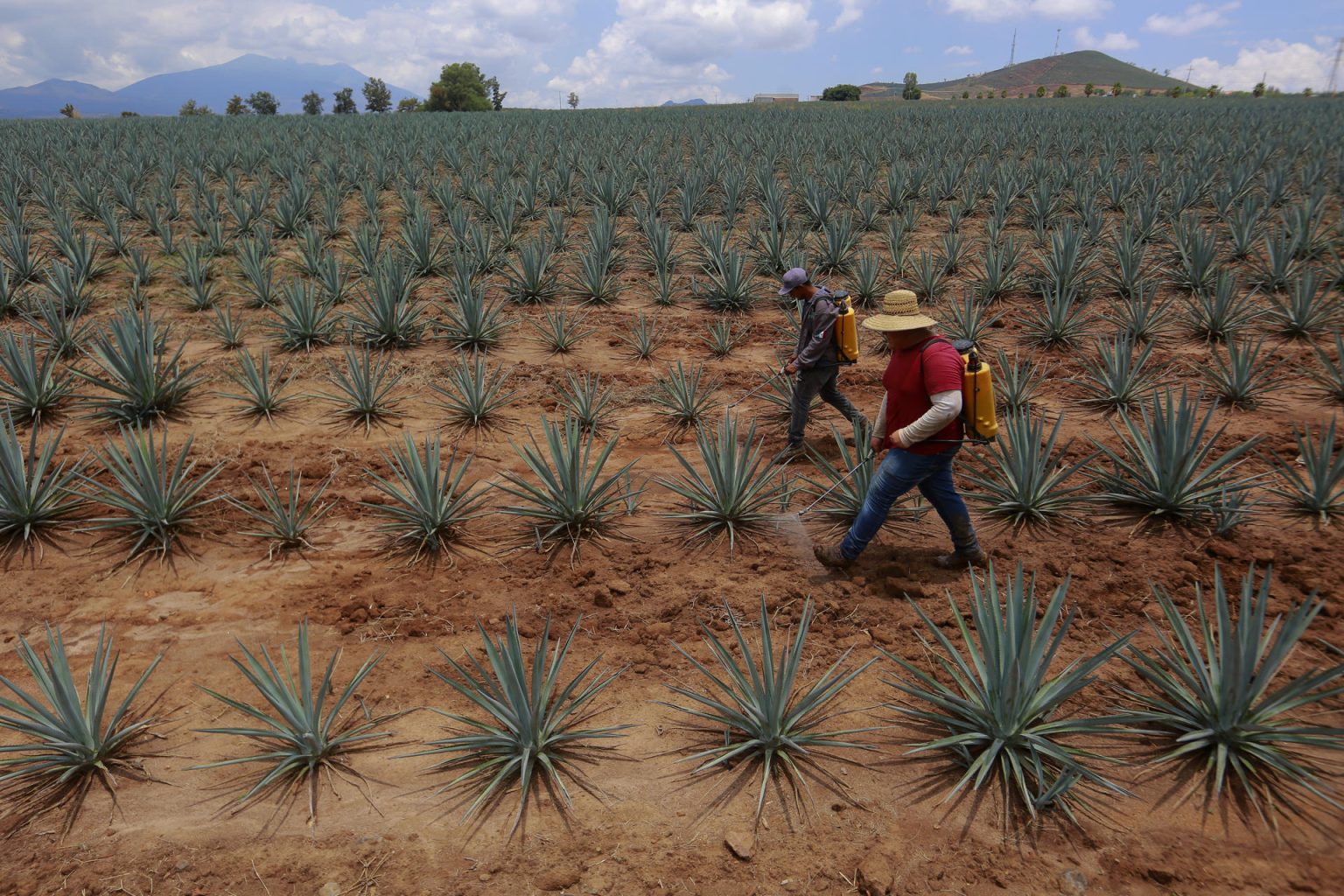 Dos hombres trabajan en un campo de agave, el 10 de julio de 2023, en la localidad de Tequila (México). EFE/ Francisco Guasco