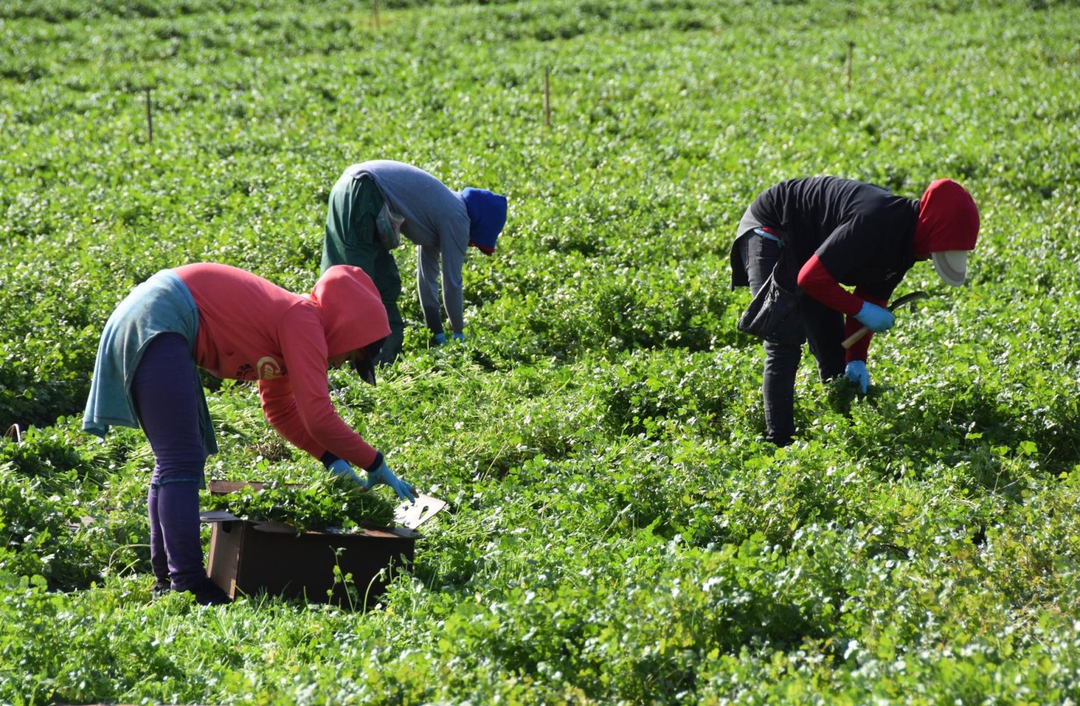 Una campesina ataviada con guantes de látex, gorras, sombreros y pañuelos de tela cubriéndoles la boca y nariz trabajan en un campo de cultivo de cilantro en Oxnard, California. Imagen de archivo. EFE/Iván Mejía