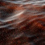 Fotografía de archivo de un detalle del agua contaminada del Golfo de México (EEUU). EFE/CHRISTOPHER BERKEY