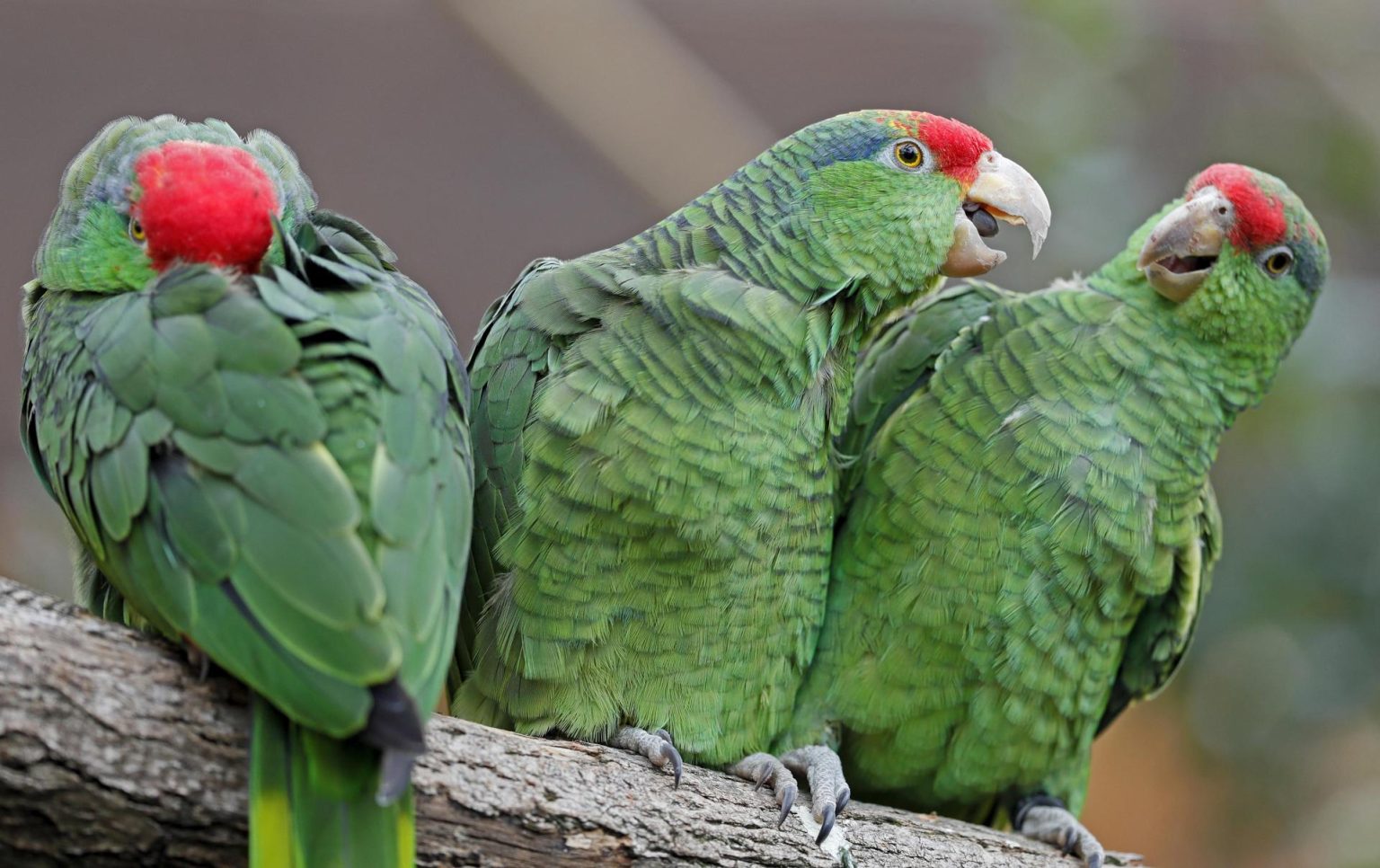 Fotografía de archivo de loros de corona roja. EFE/ Ronald Wittek