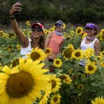 Turistas pasean por un campo de girasoles en la Laguna de Sánchez, el 8 de julio de 2023, en el municipio de Santiago (México). EFE/Miguel Sierra