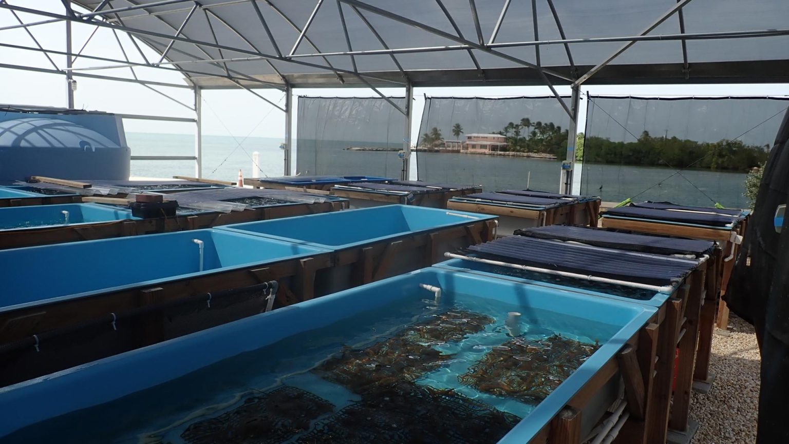 Fotografía cedida por la Universidad del Sur de la Florida de corales de las guarderías y granjas submarinas de los Cayos de Florida en un laboratorio en tierra para salvarlos de una muerte casi segura por las altas temperaturas, hoy en Miami (EE. UU). EFE/ Universidad Del Sur De La Florida SÓLO USO EDITORIAL/SÓLO DISPONIBLE PARA ILUSTRAR LA NOTICIA QUE ACOMPAÑA (CRÉDITO OBLIGATORIO)