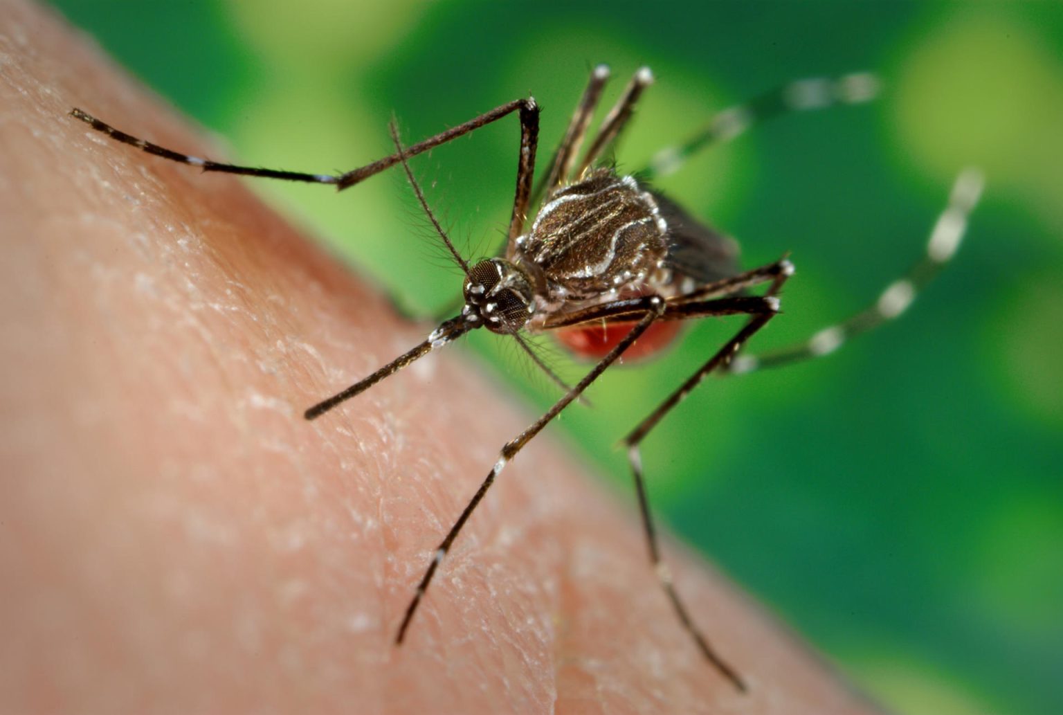 Fotografía cedida por la University of South Florida (USF) de una hembra de una cepa de mosquitos llamada LVP-IB12. EFE/ James Gathany/USF/