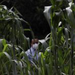 Fotografía de archivo de un cultivo de maíz. EFE/Sáshenka Gutiérrez