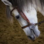 La Policía y ARM mantienen una investigación muy activa sobre este caso de robo de caballos para su probable despiece y venta ilegal. Fotografía de archivo. EFE/Alicia L. Pérez