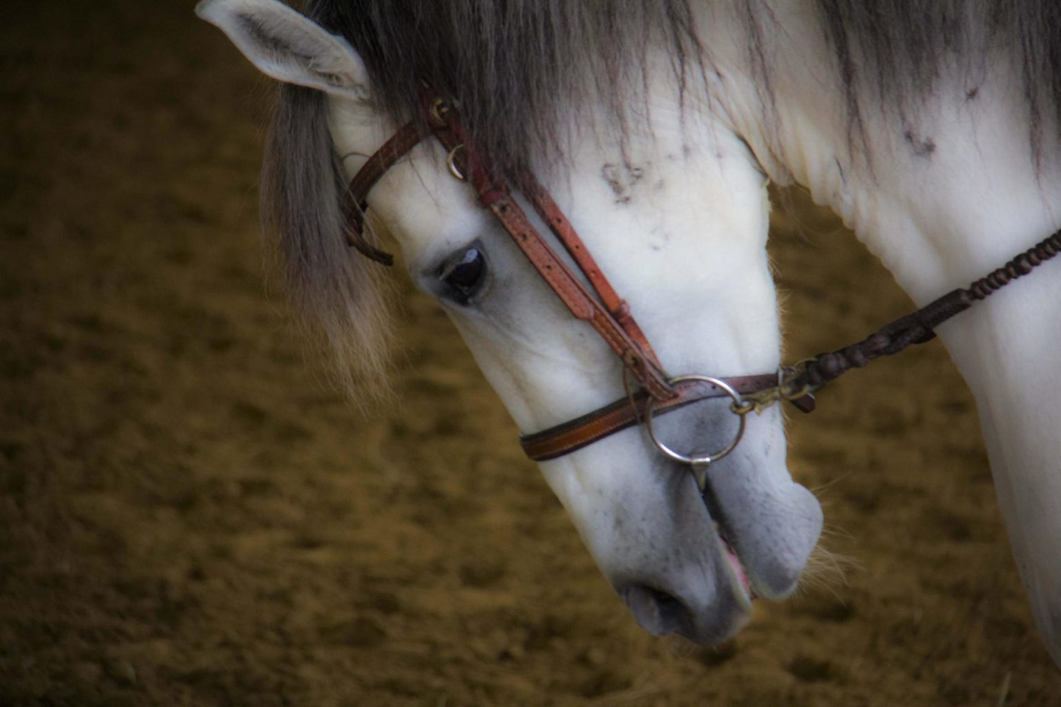 La Policía y ARM mantienen una investigación muy activa sobre este caso de robo de caballos para su probable despiece y venta ilegal. Fotografía de archivo. EFE/Alicia L. Pérez