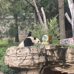 Xiao Qi Ji, uno de los pocos pandas que quedan en Estados Unidos, celebra su tercer y último cumpleaños, a falta de cuatro meses para iniciar su viaje a China, en Washington (EE. UU). EFE/ Paula Escalada Medrano