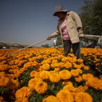 Agricultores de flores de Xochimilco inician la venta de flor de cempasúchil por la temporada de día de muertos, en el marco de la inauguración de la "Romería de Flor de Cempasúchil 2023" en el Palacio de la Flor de la alcaldía de Xochimilco, hoy en la Ciudad de México (México). EFE/Isaac Esquivel