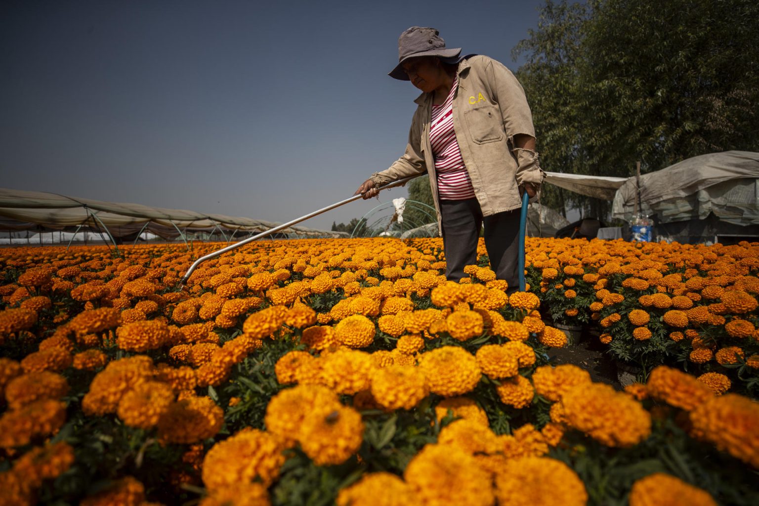 Agricultores de flores de Xochimilco inician la venta de flor de cempasúchil por la temporada de día de muertos, en el marco de la inauguración de la "Romería de Flor de Cempasúchil 2023" en el Palacio de la Flor de la alcaldía de Xochimilco, hoy en la Ciudad de México (México). EFE/Isaac Esquivel